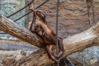 0754-all-weather zoo munster-orang-utan