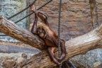 0755-all-weather zoo munster-orang-utan