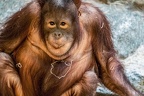 0764-all-weather zoo munster-orang-utan