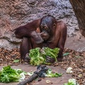0767-all-weather zoo munster-orang-utan