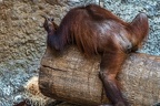0768-all-weather zoo munster-orang-utan