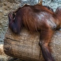 0769-all-weather zoo munster-orang-utan