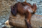 0769-all-weather zoo munster-orang-utan