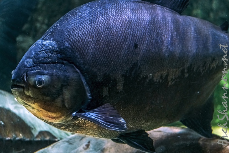 0770-all-weather zoo munster-black pacu