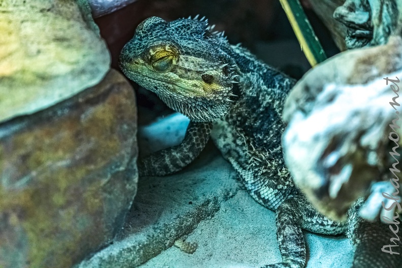 0771-all-weather zoo munster-bearded dragon.jpg