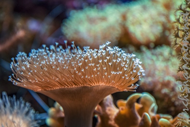 0773-all-weather zoo munster-water anemones.jpg