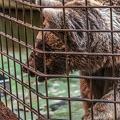0776-all-weather zoo munster-syrian brown bear