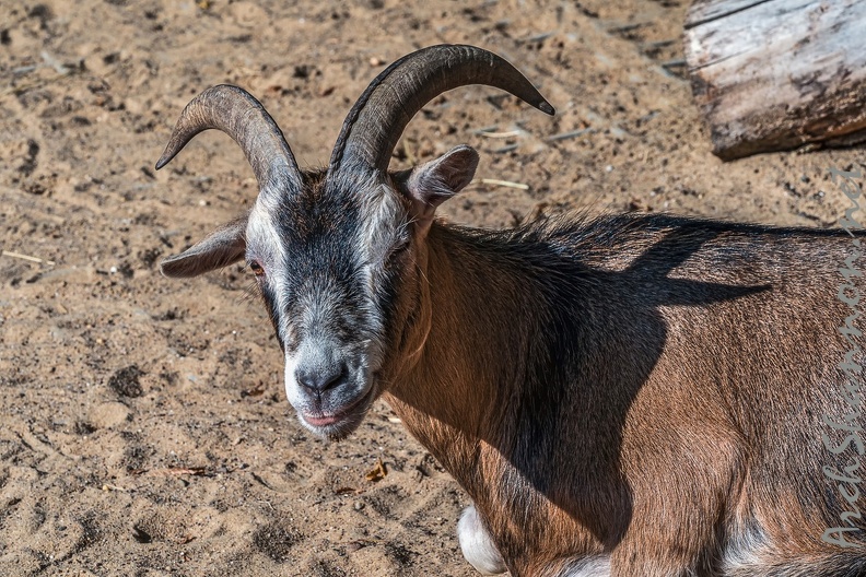 0778-all-weather zoo munster-goat.jpg