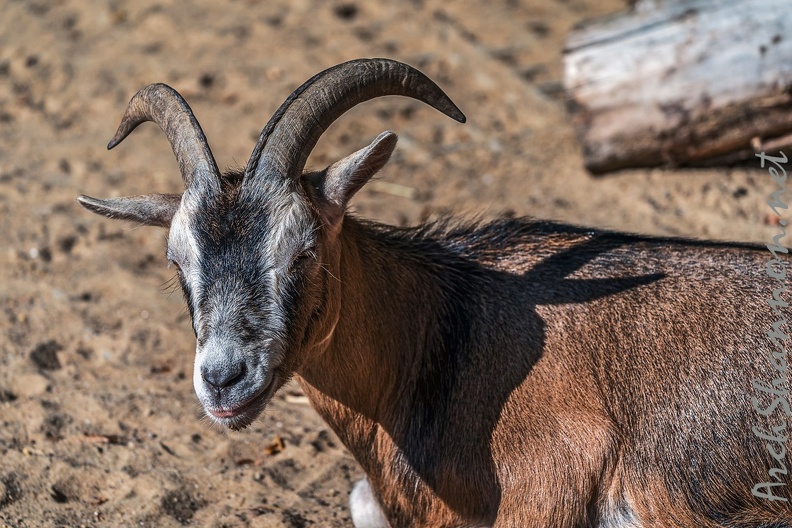 0779-all-weather zoo munster-goat.jpg