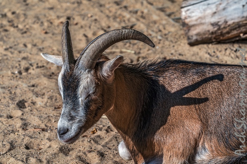 0780-all-weather zoo munster-goat.jpg
