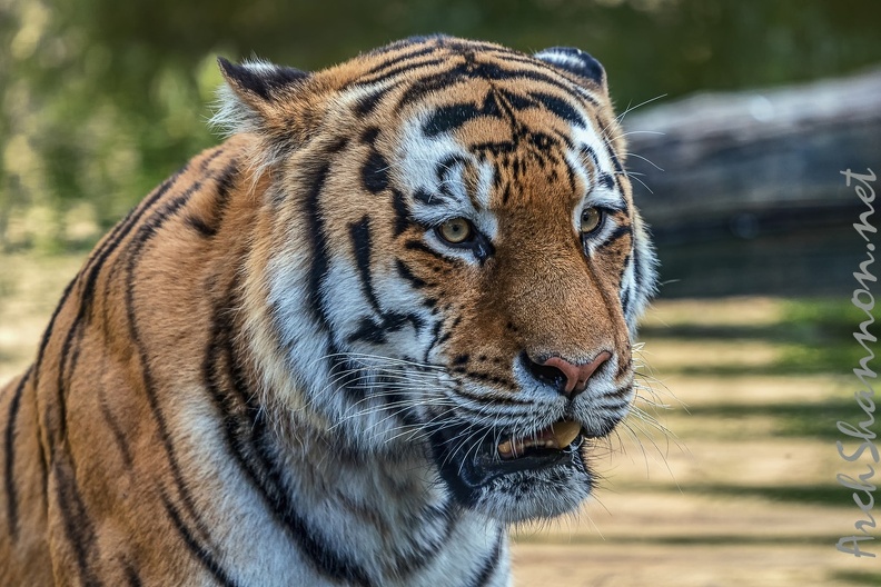 0786-all-weather zoo munster-tiger.jpg