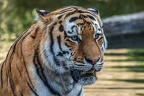 0786-all-weather zoo munster-tiger