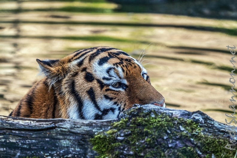 0787-all-weather zoo munster-tiger.jpg