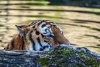 0787-all-weather zoo munster-tiger