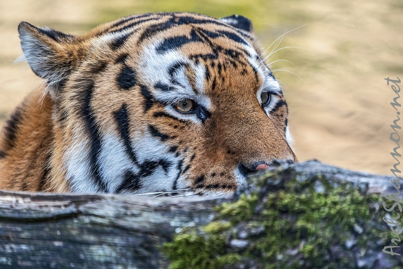 0788-all-weather zoo munster-tiger.jpg
