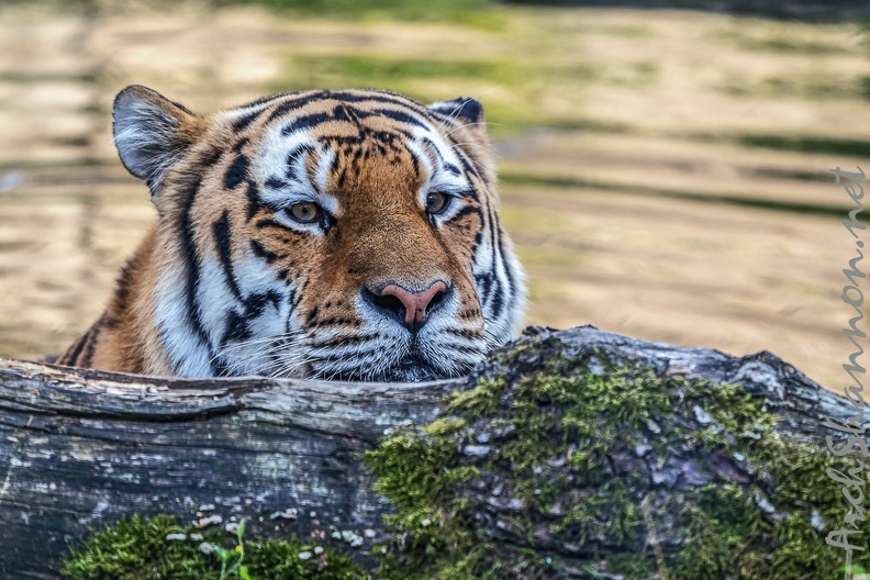 0790-all-weather zoo munster-tiger.jpg