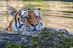 0790-all-weather zoo munster-tiger