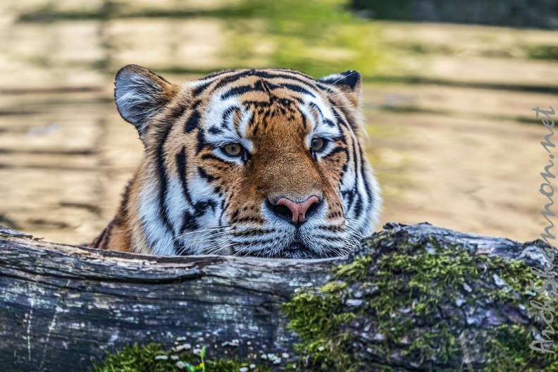 0791-all-weather zoo munster-tiger.jpg