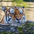 0791-all-weather zoo munster-tiger