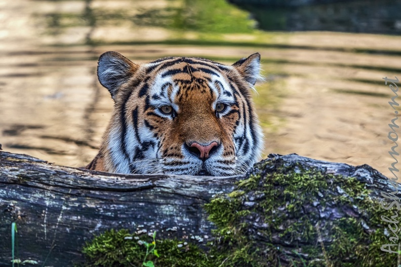 0792-all-weather zoo munster-tiger.jpg