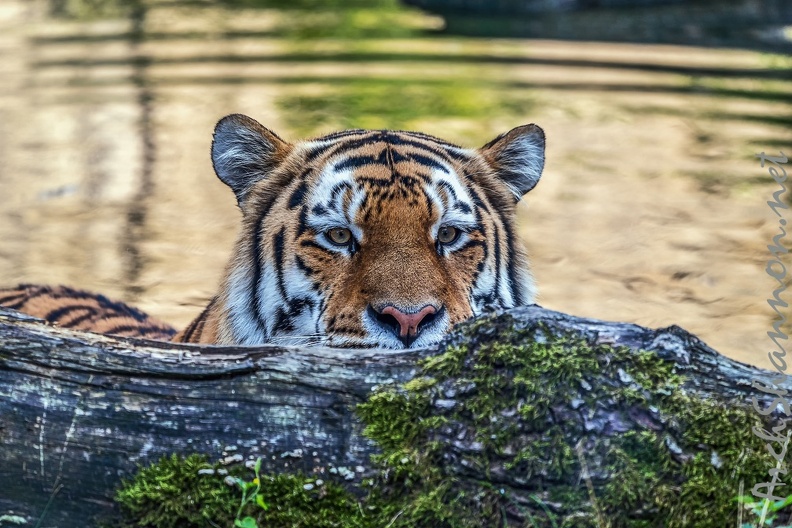 0793-all-weather zoo munster-tiger.jpg