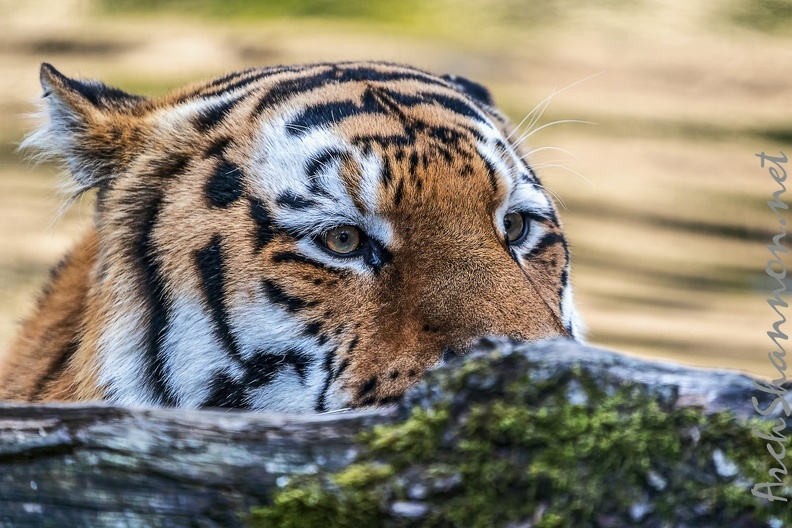 0794-all-weather zoo munster-tiger.jpg