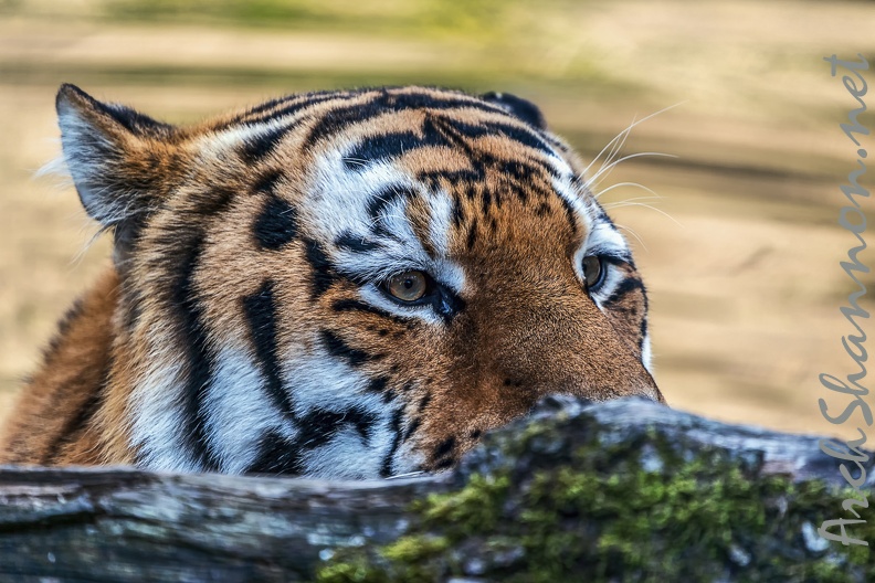 0795-all-weather zoo munster-tiger.jpg