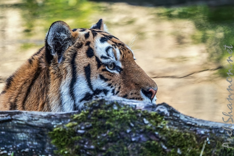 0796-all-weather zoo munster-tiger.jpg