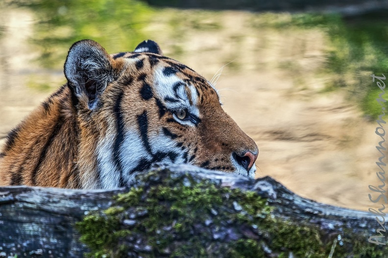 0797-all-weather zoo munster-tiger.jpg