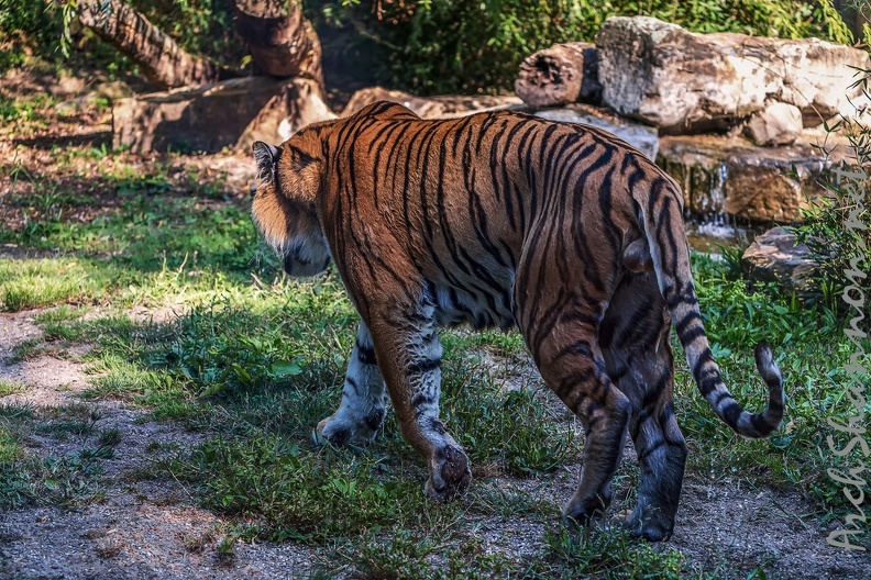 0799-all-weather zoo munster-tiger.jpg
