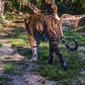 0800-all-weather zoo munster-tiger