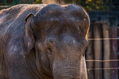 0835-all-weather zoo munster-asian elephant