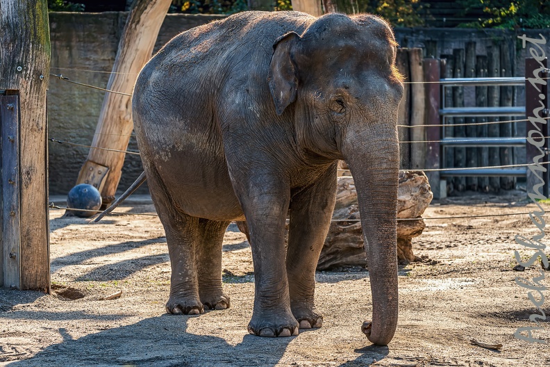0836-all-weather zoo munster-asian elephant.jpg