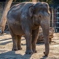 0836-all-weather zoo munster-asian elephant