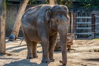 0837-all-weather zoo munster-asian elephant