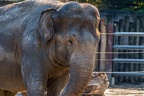 0838-all-weather zoo munster-asian elephant