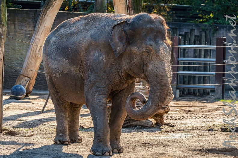 0839-all-weather zoo munster-asian elephant.jpg