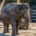 0839-all-weather zoo munster-asian elephant