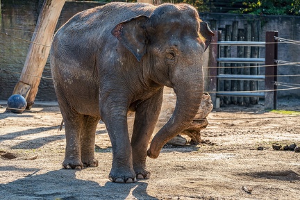 0840-all-weather zoo munster-asian elephant