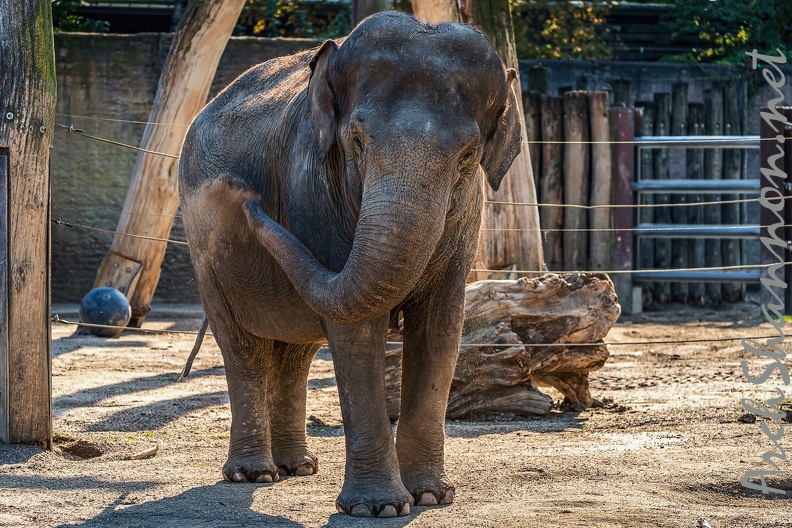 0841-all-weather zoo munster-asian elephant.jpg
