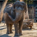 0841-all-weather zoo munster-asian elephant