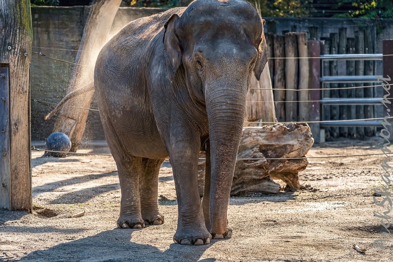 0842-all-weather zoo munster-asian elephant.jpg