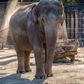 0842-all-weather zoo munster-asian elephant