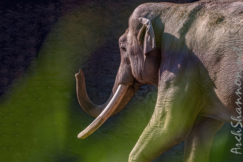 0843-all-weather zoo munster-asian elephant.jpg