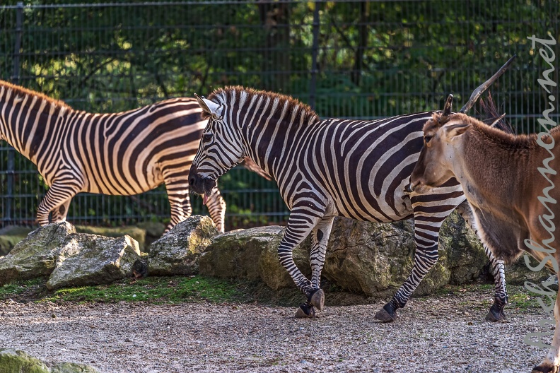 0845-all-weather zoo munster-steppe zebra.jpg