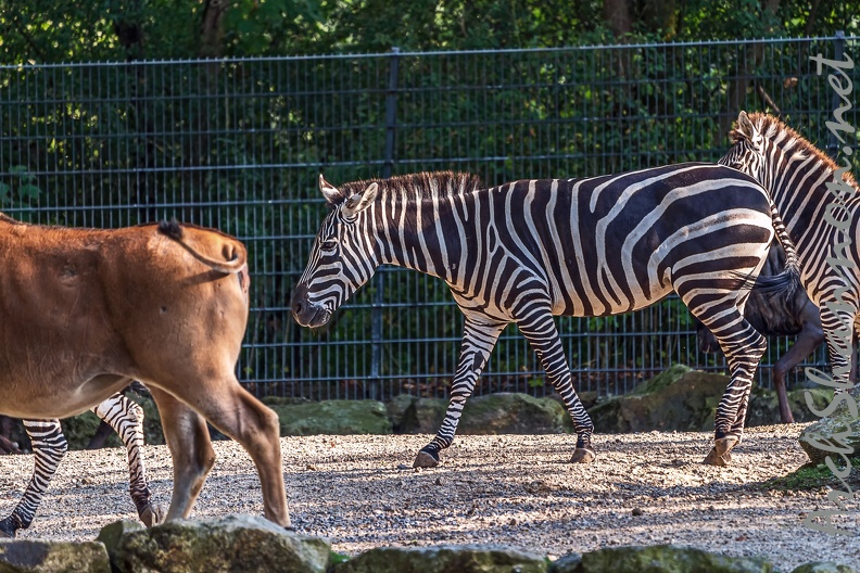 0846-all-weather zoo munster-steppe zebra.jpg