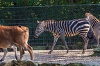 0846-all-weather zoo munster-steppe zebra