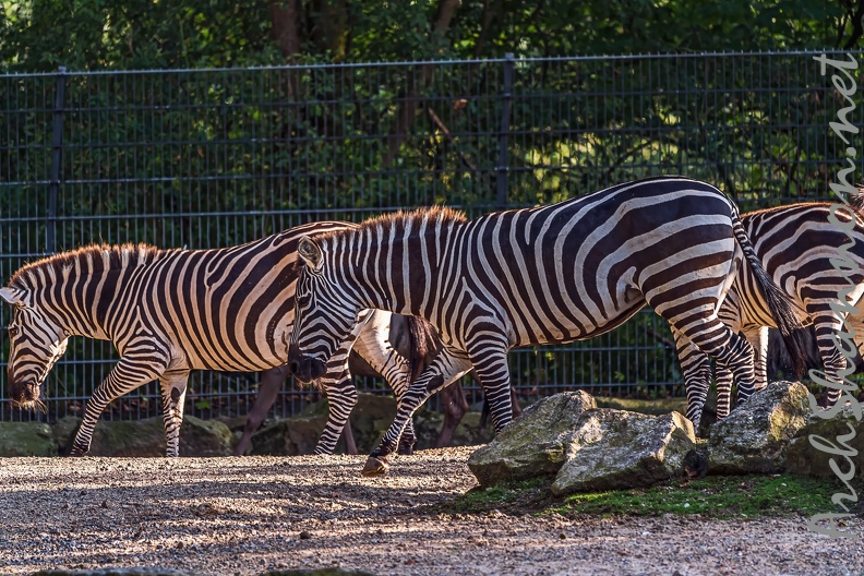 0847-all-weather zoo munster-steppe zebra.jpg