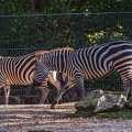 0847-all-weather zoo munster-steppe zebra