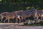 0847-all-weather zoo munster-steppe zebra